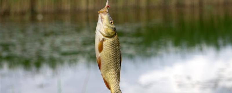 低溫釣鯽魚用什么餌料