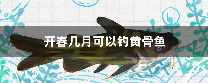 開春幾月可以釣黃骨魚 巴西亞魚