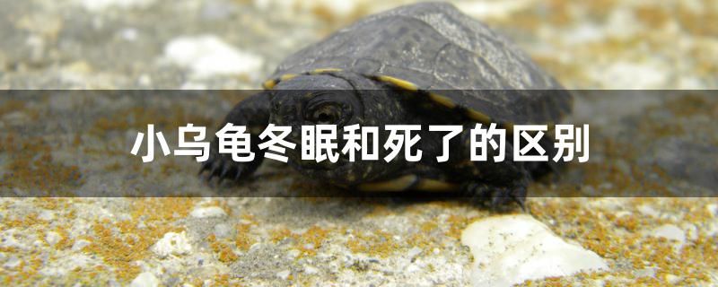 小烏龜冬眠和死了的區(qū)別是什么 白子球鯊魚