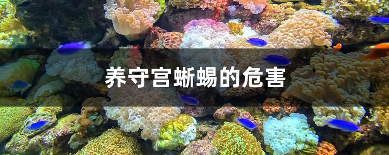 養(yǎng)守宮蜥蜴的危害