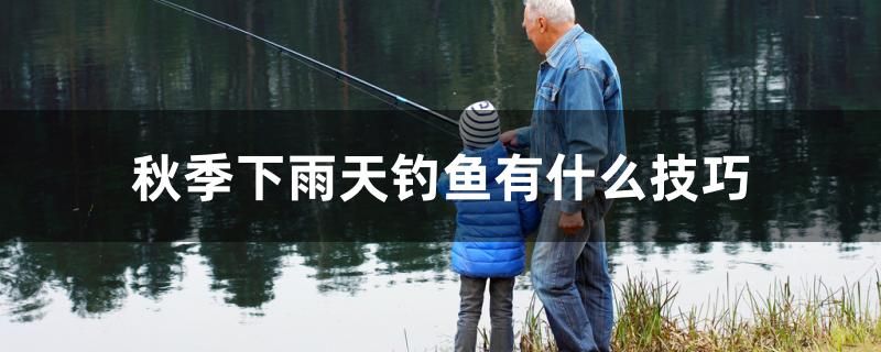 秋季下雨天釣魚有什么技巧