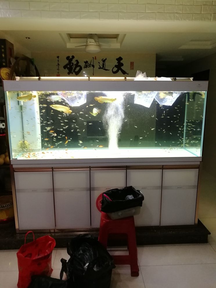 珠海水族批發(fā)市場在哪里啊電話號碼（珠海淡水魚批發(fā)市場在哪） 泰龐海鰱魚