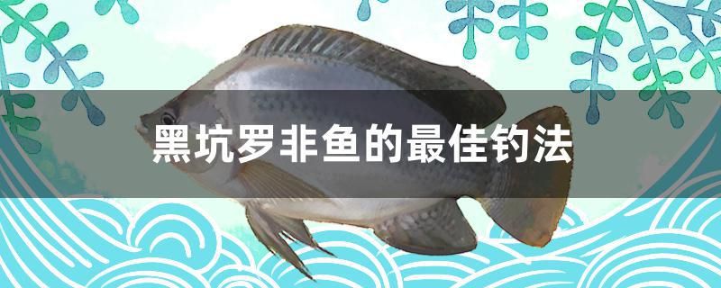 黑坑羅非魚的最佳釣法