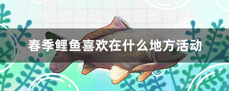 春季鯉魚喜歡在什么地方活動 紅龍魚魚糧飼料