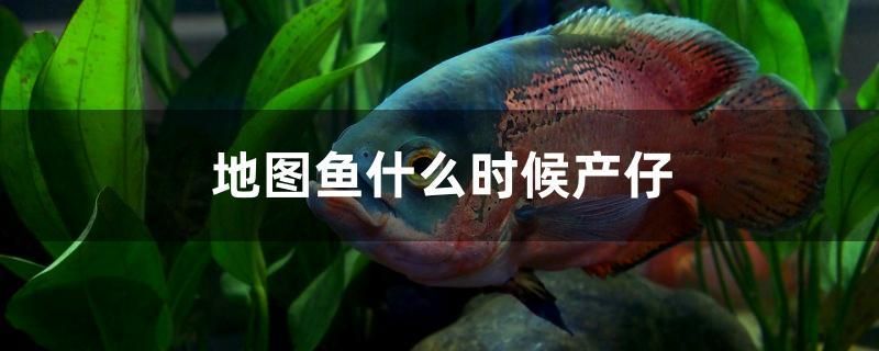 地圖魚什么時(shí)候產(chǎn)仔 胭脂孔雀龍魚