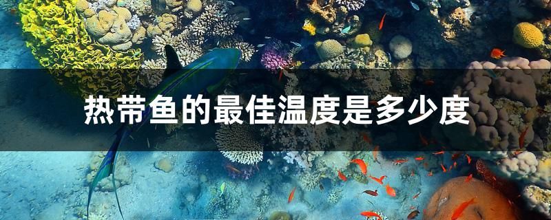 熱帶魚的最佳溫度是多少度