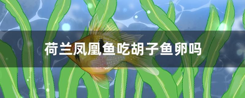 荷蘭鳳凰魚吃胡子魚卵嗎 沖氧泵