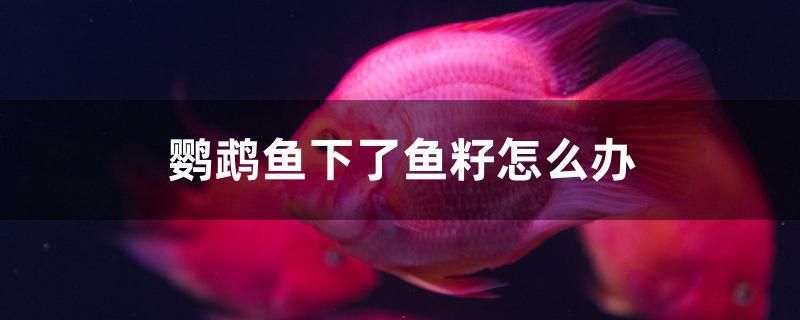 鸚鵡魚下了魚籽怎么辦