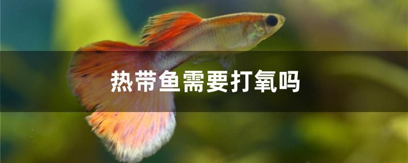 熱帶魚需要打氧嗎 祥龍水族濾材/器材