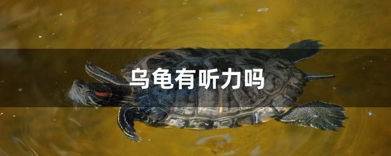 皇冠狗頭魚(yú)水溫32可以么 皇冠狗頭魚(yú)水溫多少度 黃金夢(mèng)幻雷龍魚(yú) 第1張