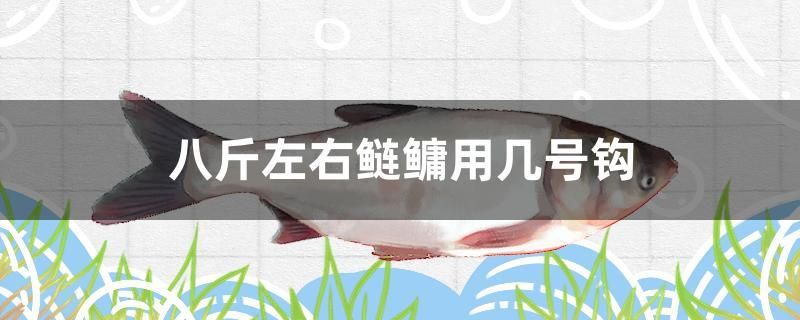 八斤左右鰱鳙用幾號鉤 蝴蝶鯉魚苗