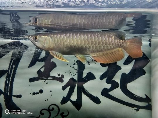 大伙幫忙看看我家小是什么品種，好不好？ 觀賞魚論壇 第2張