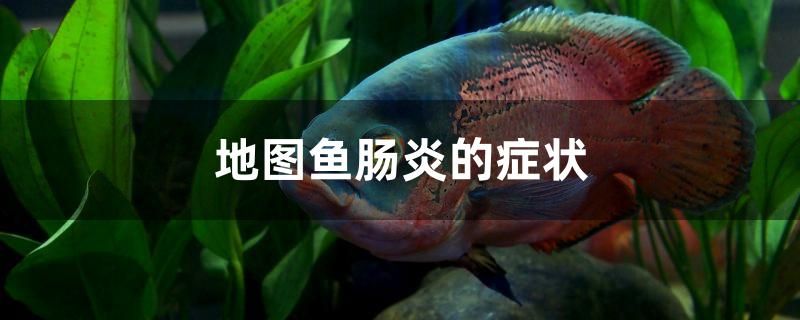 地圖魚腸炎的癥狀 紅頭利魚