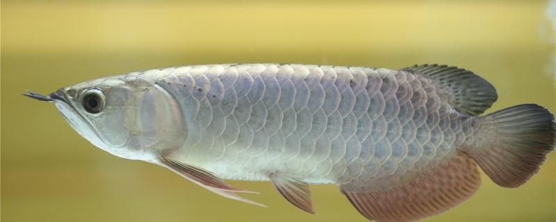 銀龍魚(yú)吃鸚鵡飼料可以嗎可以吃什么