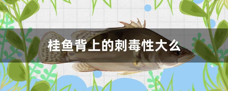 桂魚背上的刺毒性大么 錦鯉池魚池建設(shè)