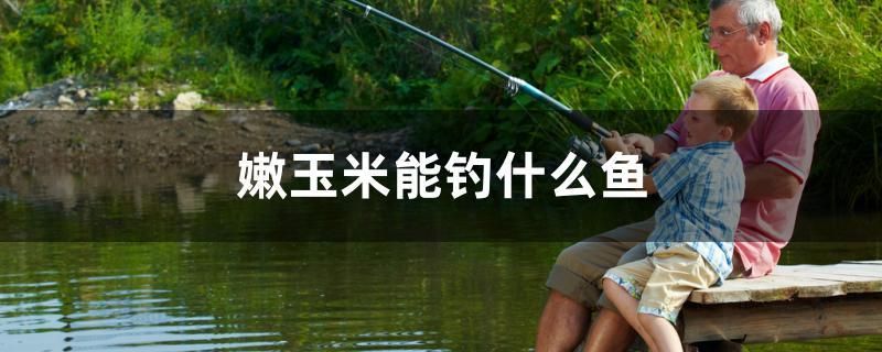 熊貓異形魚多久繁殖：熊貓異形魚的飼養(yǎng)方法 2024第28屆中國國際寵物水族展覽會CIPS（長城寵物展2024 CIPS）