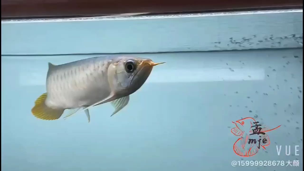 泰國(guó)斗魚(yú)吃蝦嗎還吃什么 廣州觀賞魚(yú)魚(yú)苗批發(fā)市場(chǎng)