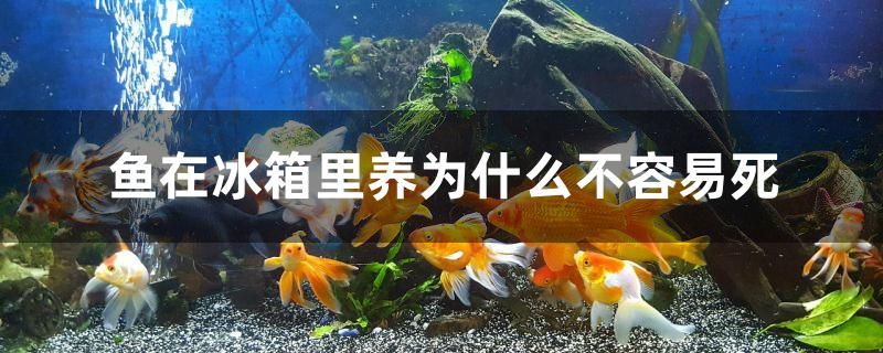 魚在冰箱里養(yǎng)為什么不容易死 金頭過(guò)背金龍魚