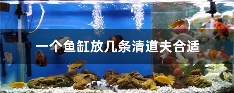 江門魚缸批發(fā)市場在哪里進(jìn)貨便宜又好（江門魚缸批發(fā)市場在哪里進(jìn)貨便宜又好用）