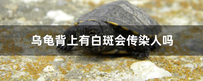 可麗愛魚缸最新款圖片(可麗愛魚缸型號(hào)與價(jià)格1米長) 海象魚 第1張