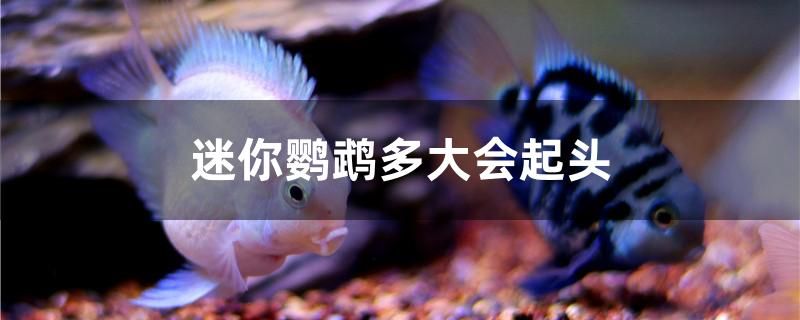 迷你鸚鵡多大會起頭 七紋巨鯉魚