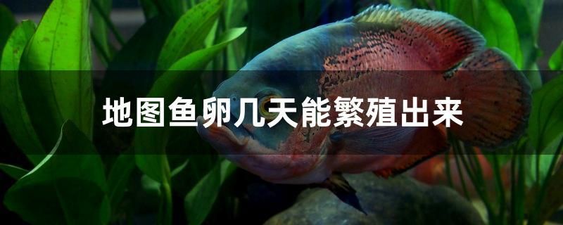 地圖魚卵幾天能繁殖出來(lái) 噴點(diǎn)菠蘿魚