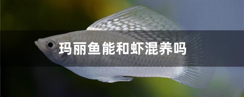 瑪麗魚能和蝦混養(yǎng)嗎 大白鯊魚苗