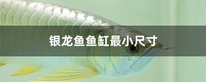 銀龍魚魚缸最小尺寸 銀河星鉆魚