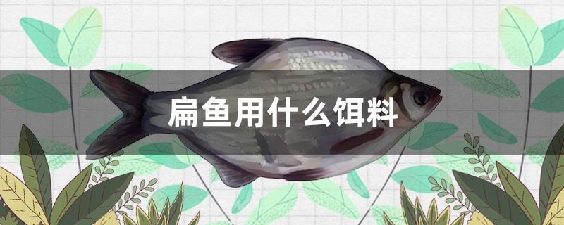 扁魚用什么餌料 成吉思汗鯊（球鯊）魚