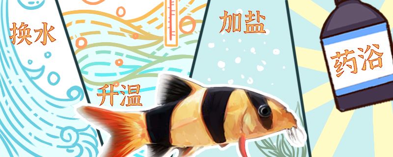 三間鼠魚白點病怎么治常見病怎樣治療