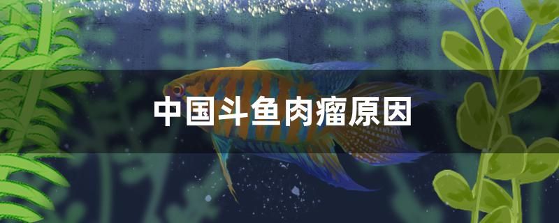 中國(guó)斗魚長(zhǎng)肉瘤的原因是什么 赤荔鳳冠魚