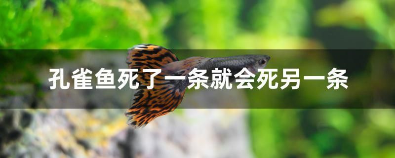 為什么孔雀魚(yú)死了一條就會(huì)死另一條 黃鰭鯧魚(yú)