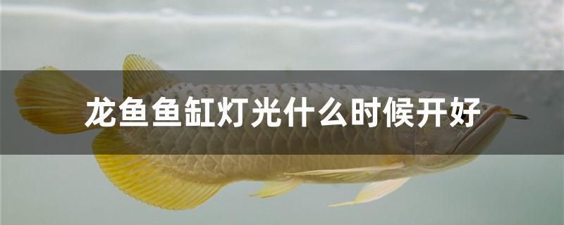 龍魚魚缸燈光什么時(shí)候開好 馬拉莫寶石魚