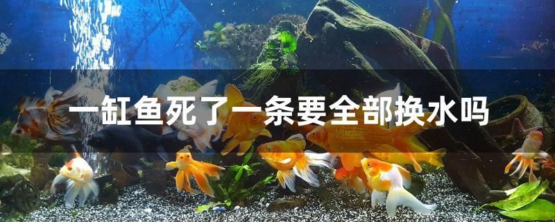 一缸魚死了一條要全部換水嗎 觀賞魚市場