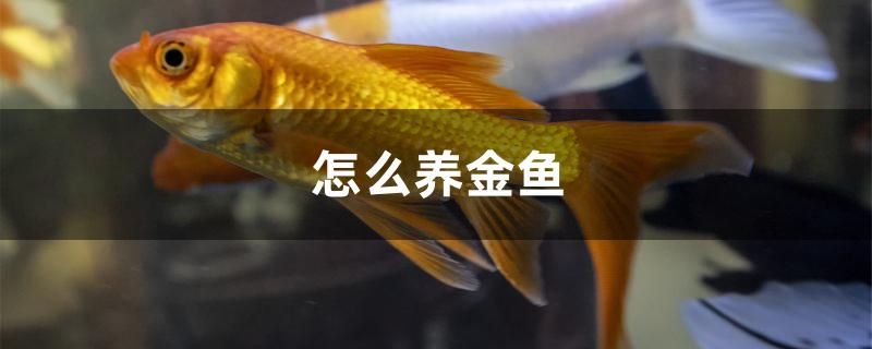 怎么養(yǎng)金魚 黃金招財貓魚