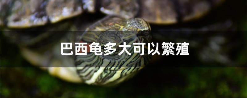 巴西龜多大可以繁殖 黃金夢(mèng)幻雷龍魚