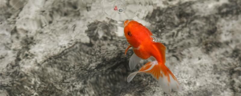 自來水養(yǎng)魚要放幾天養(yǎng)魚的水有哪些要求 魚缸水質(zhì)穩(wěn)定劑