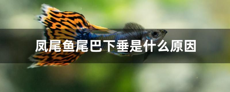 鳳尾魚尾巴下垂是什么原因