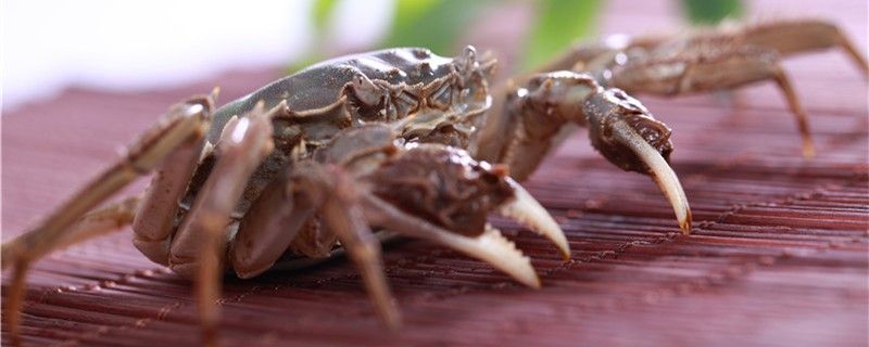 螃蟹生活在什么樣的地方在水里能活嗎 食人魚（水虎）