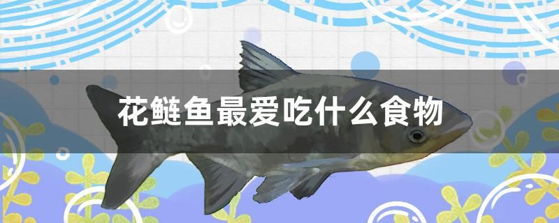 花鰱魚(yú)最?lèi)?ài)吃什么食物