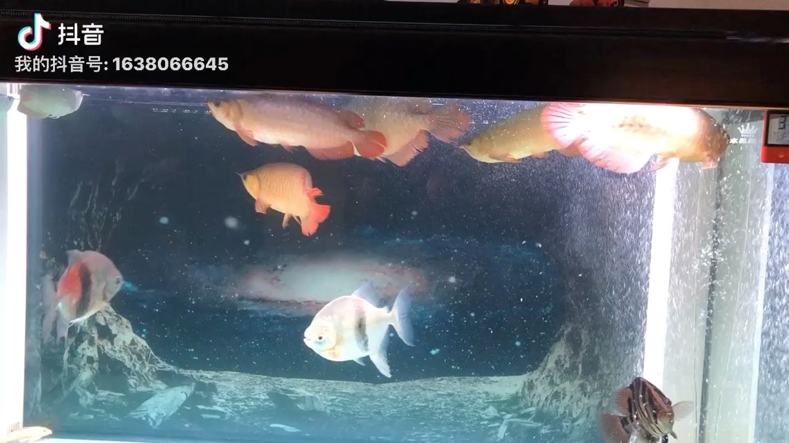 混養(yǎng)龍魚剛剛開始 觀賞魚論壇