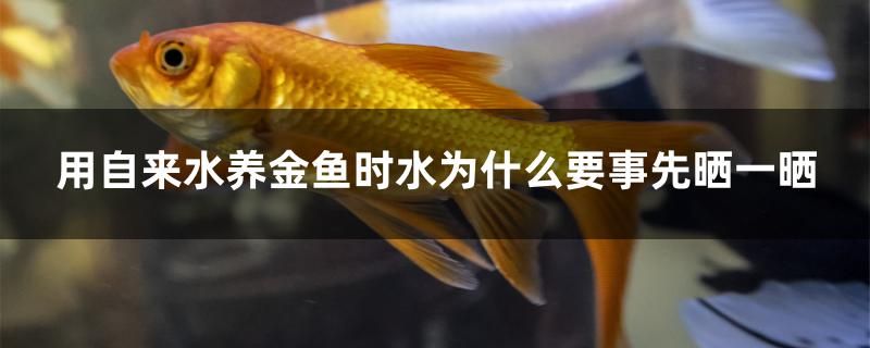 用自來水養(yǎng)金魚時水為什么要事先曬一曬