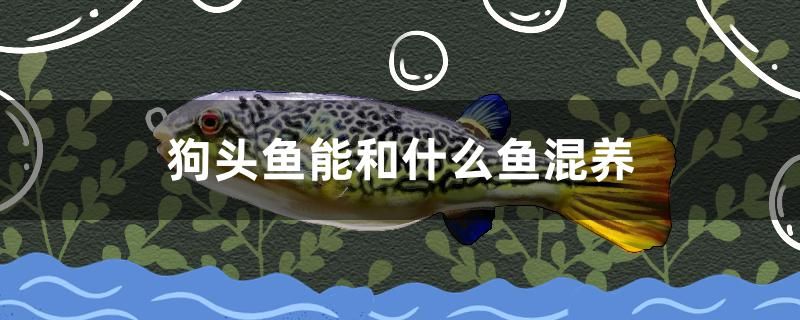 狗頭魚能和什么魚混養(yǎng)