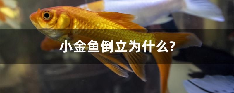 小金魚倒立為什么？ 白寫錦鯉魚