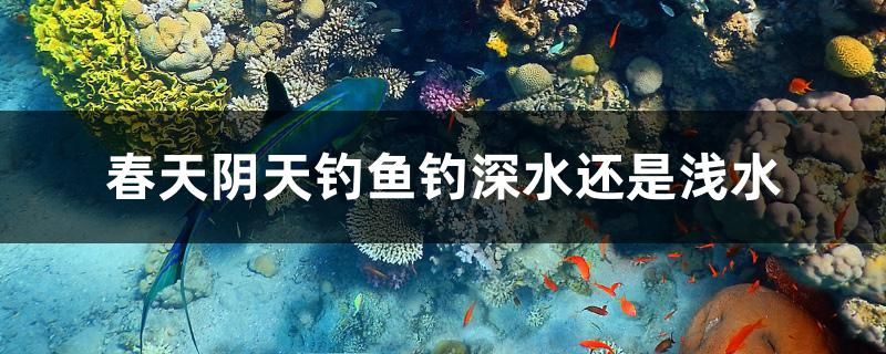 春天陰天釣魚釣深水還是淺水 水族主題相關(guān)