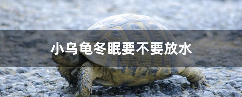 小烏龜冬眠要不要放水 非洲象鼻魚