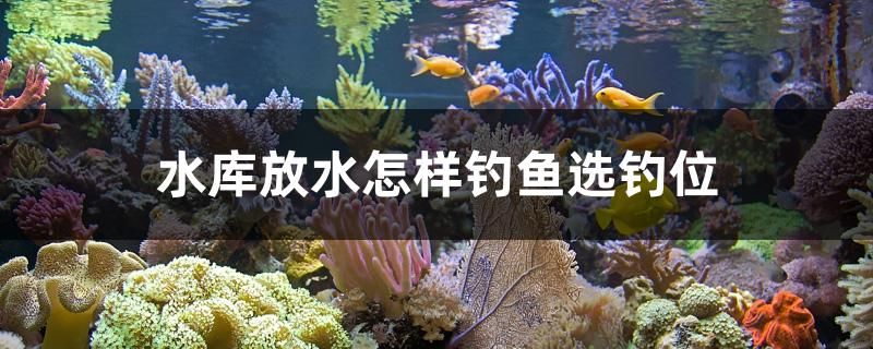 水庫放水怎樣釣魚選釣位 泰國雪鯽魚