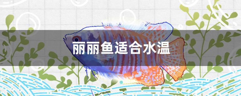 麗麗魚適合水溫 魚缸百科