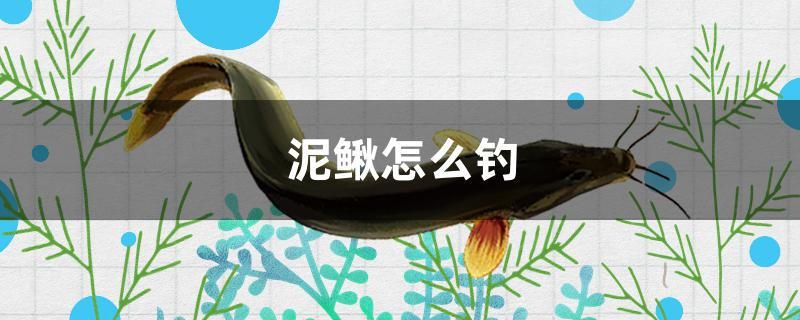 泥鰍怎么釣