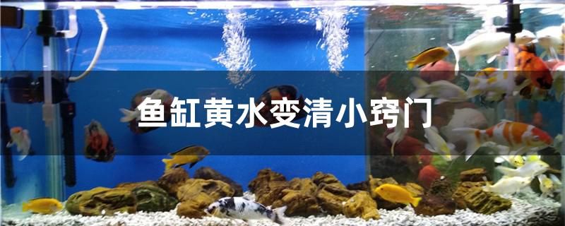 魚缸黃水變清小竅門是什么 銀古魚苗